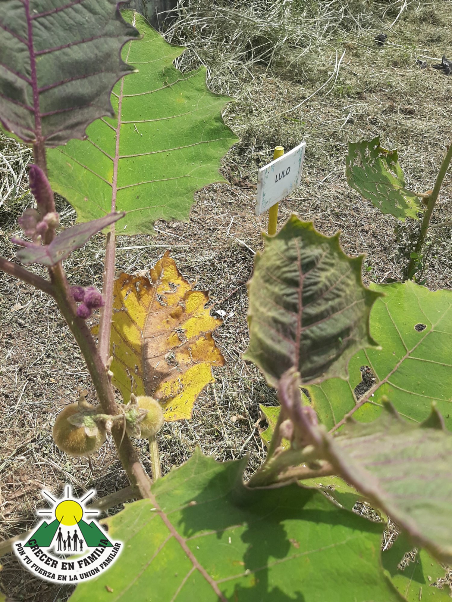 203556218_4209847939067472_8902335133304181374_n